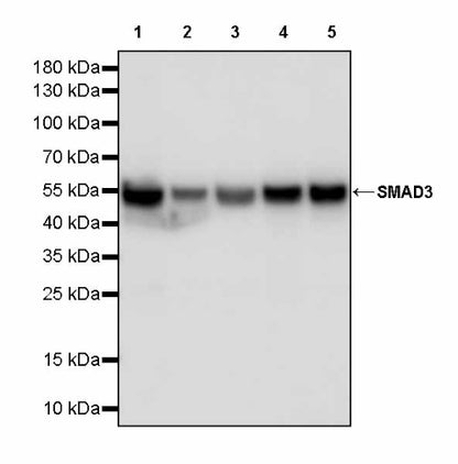 SMAD3 Recombinant Rabbit mAb (S-3147-36)