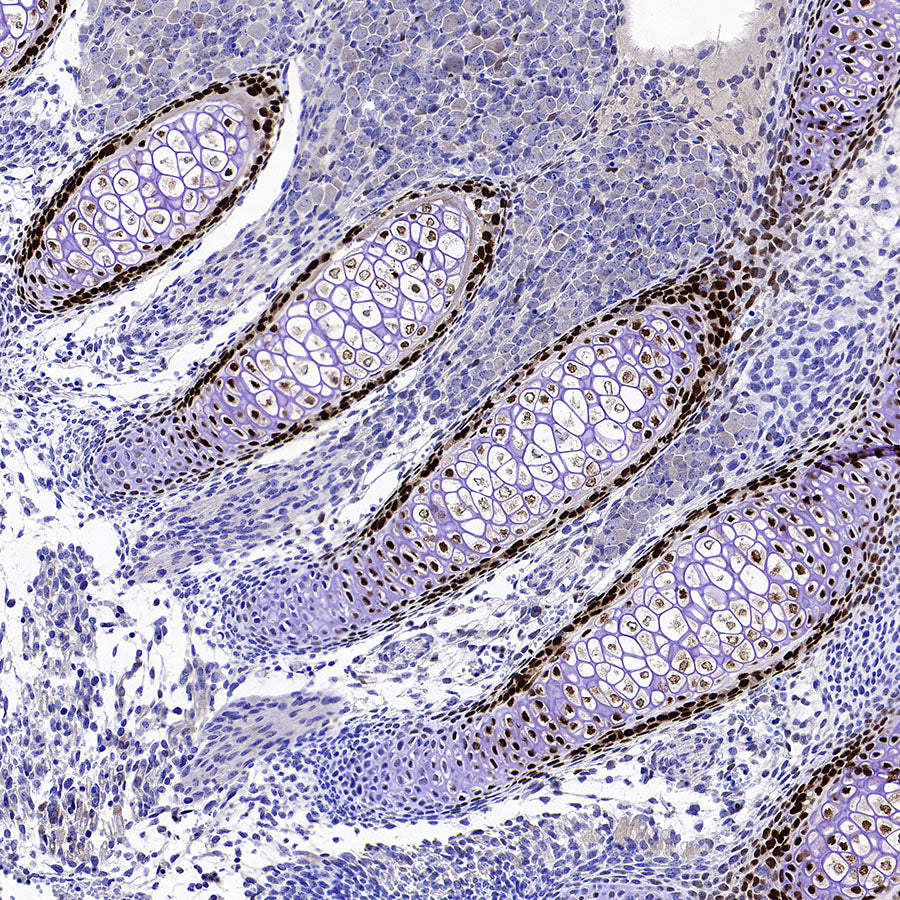 Sp7/Osterix Recombinant Rabbit mAb (S-4225-14)