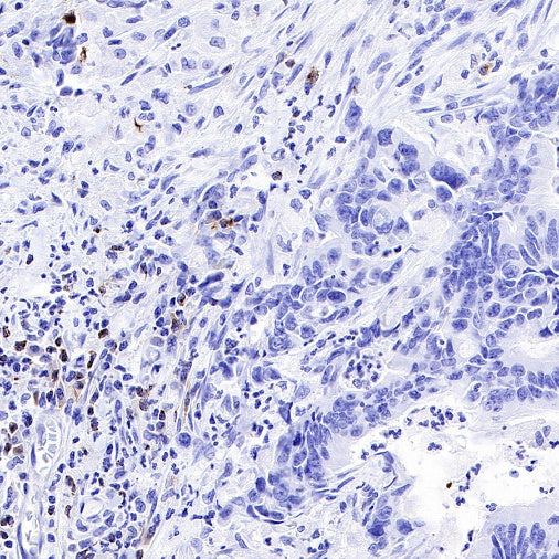 LAG3 Recombinant Rabbit mAb (S-671-74)