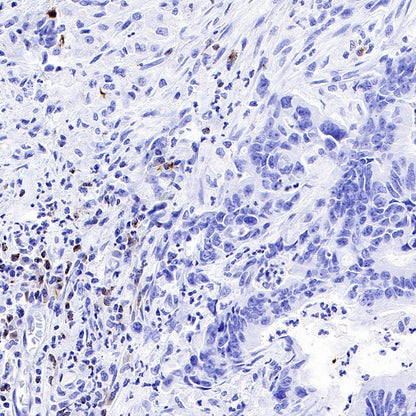 LAG3 Recombinant Rabbit mAb (S-671-74)