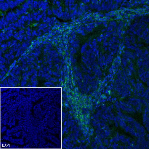 CD352/SLAM6 Recombinant Rabbit mAb (SDT-2472-77)