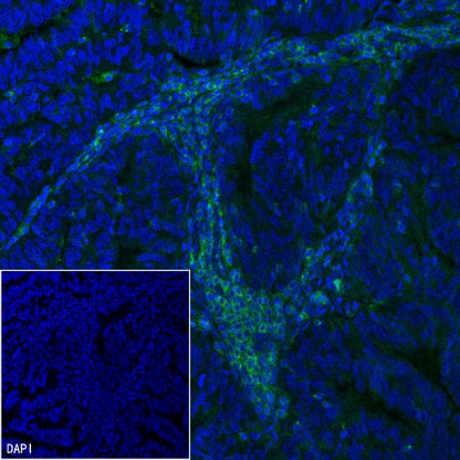 CD352/SLAM6 Recombinant Rabbit mAb (SDT-2472-77)