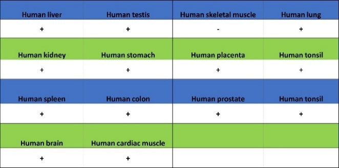 VE Cadherin Recombinant Rabbit mAb (S-3312-118)