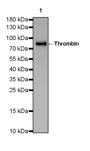 Thrombin Recombinant Rabbit mAb (SDT-293-58)