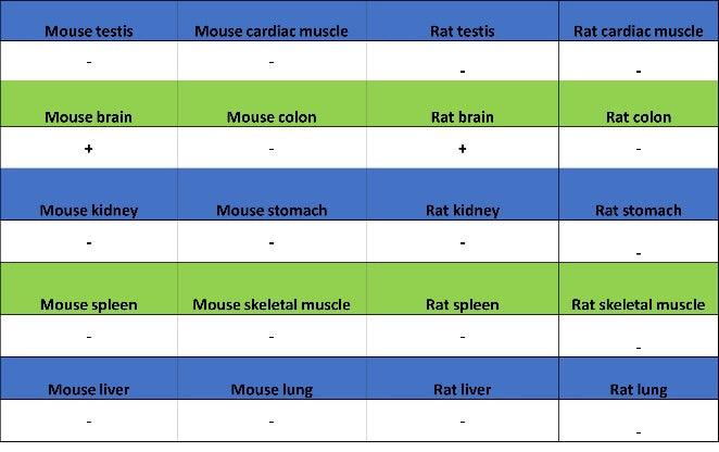 Caspr Recombinant Rabbit mAb (S-1706-1)