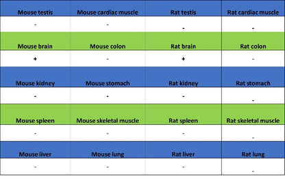 Caspr Recombinant Rabbit mAb (S-1706-1)