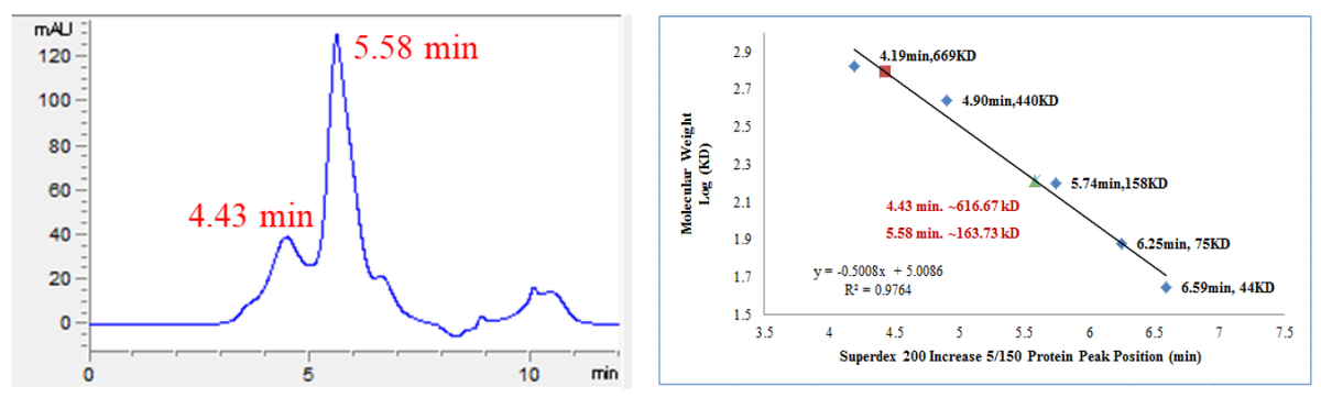 ACK GST Tag Protein, Human