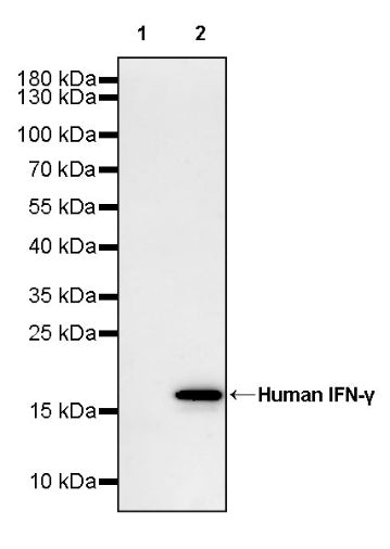 Invivo Anti-Human IFN-γ Recombinant mAb