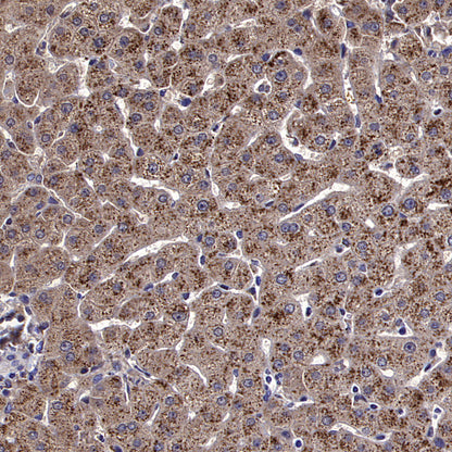 PRSS35 Recombinant Rabbit mAb (S-3769-241)