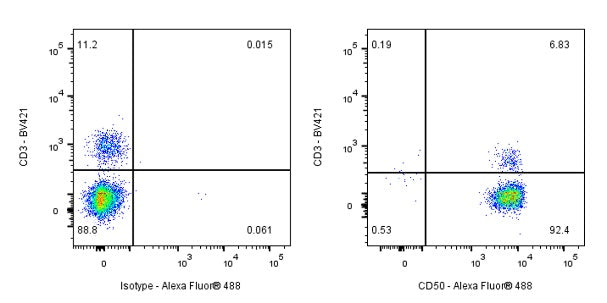 CD50 Rabbit Polyclonal Antibody
