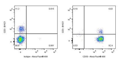 CD50 Rabbit Polyclonal Antibody