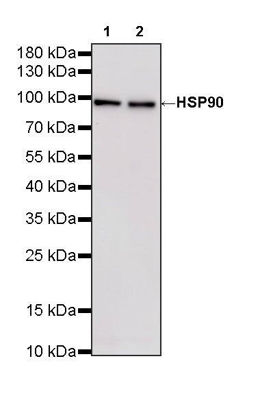 HSP90 Recombinant Mouse mAb (S-5484)