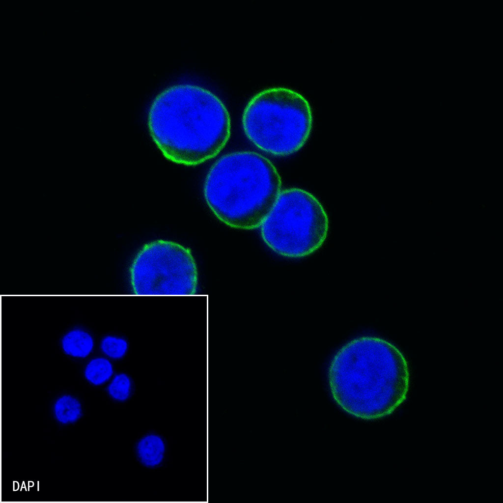 CD38 Mouse mAb (S-690-29)