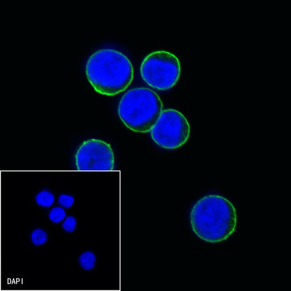 CD38 Mouse mAb (S-690-29)