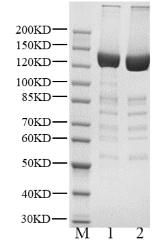 p85/p110(H1047R) Protein, Human