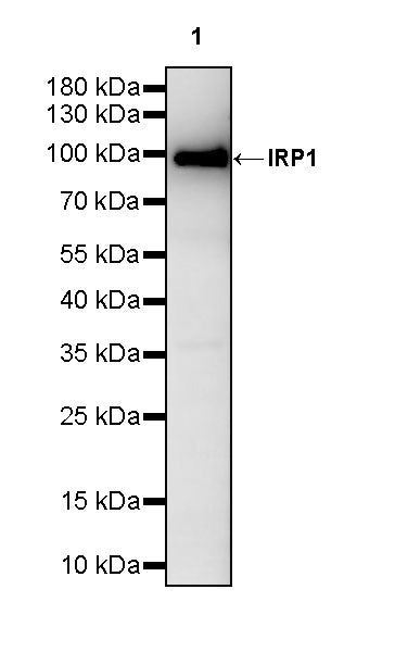 IRP1 Rabbit Polyclonal Antibody