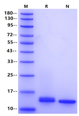 Leptin Protein, Human