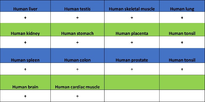 Dynamin 2 Recombinant Rabbit mAb (S-1751-209)