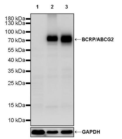 BCRP/ABCG2 Recombinant Rabbit mAb (S-2365-67)