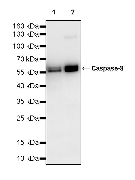 Caspase-8 Recombinant Rabbit mAb (S-2676-121)