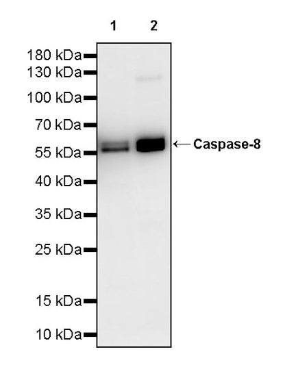 Caspase-8 Recombinant Rabbit mAb (S-2676-121)
