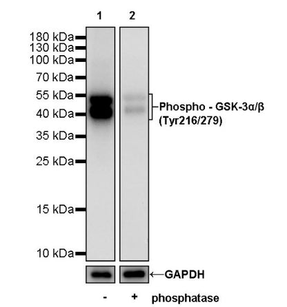 Phospho - GSK-3α/β (Tyr216/279) Recombinant Rabbit mAb (S-1810-101)