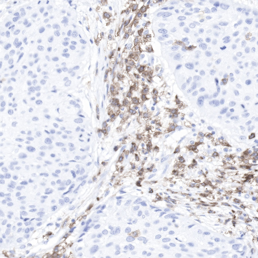 CD11b Recombinant Rabbit mAb,PBS Only (SDT-058-44)