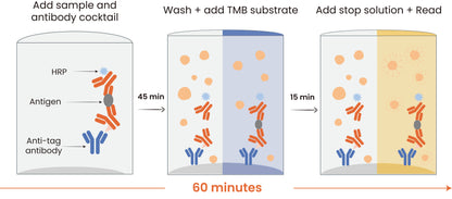 Human & Monkey Hemoglobin Serum & Plasma OneStep ELISA Kit