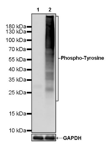 Phosphotyrosine Rabbit mAb (S-R207)
