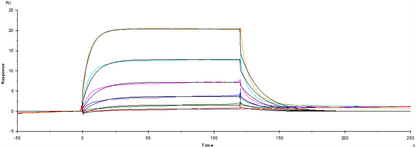 Fc γ RIV/CD16-2 His Tag Protein, Mouse