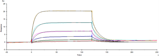 Fc γ RIV/CD16-2 His Tag Protein, Mouse