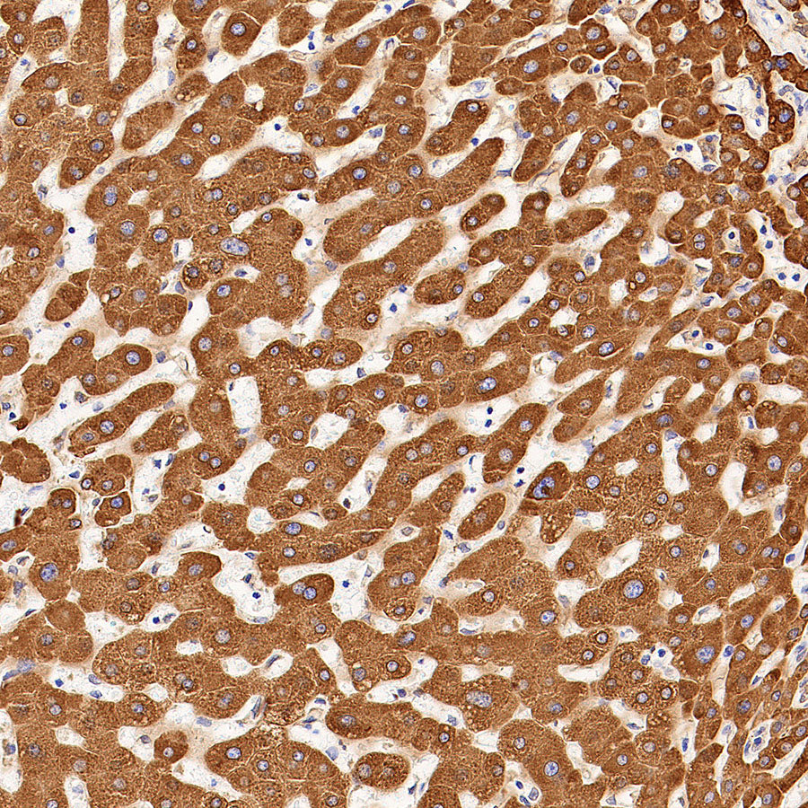 P4HB Recombinant Rabbit mAb