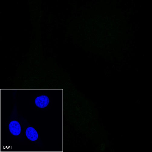 Rat-Anti Mouse PD-1 Antibody (S-798-5)