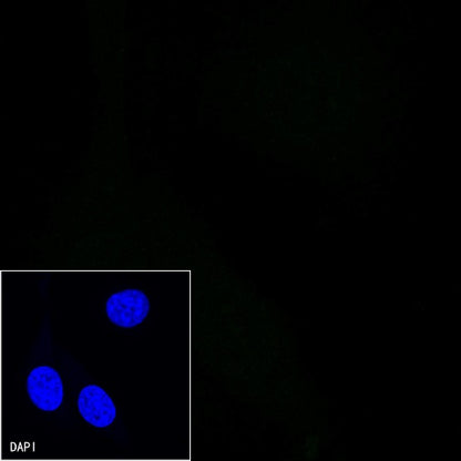 Rat-Anti Mouse PD-1 Antibody (S-798-5)