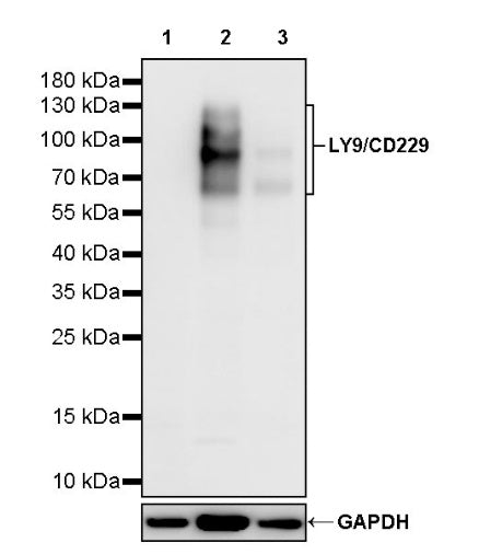 LY9/CD229 Recombinant Rabbit mAb, PBS Only (SDT-2393-47)