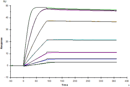 ACVR2A Fc Chimera Protein, Human