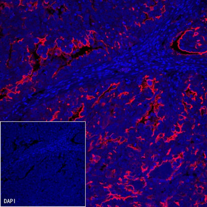 Goat Anti-Mouse IgG (H+L), F(ab')2 Fragment (Alexa Fluor® 555 Conjugate)