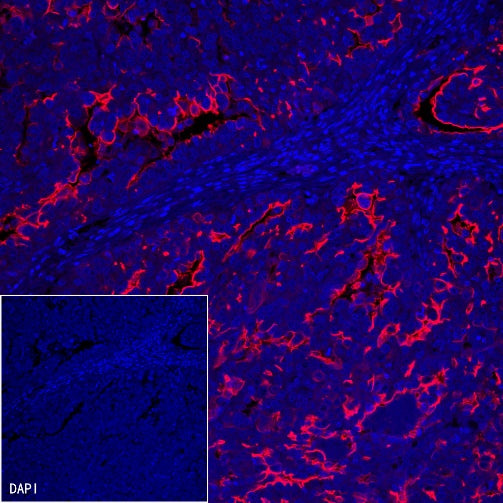 Goat Anti-Mouse IgG (H+L), F(ab')2 Fragment (Alexa Fluor® 555 Conjugate)
