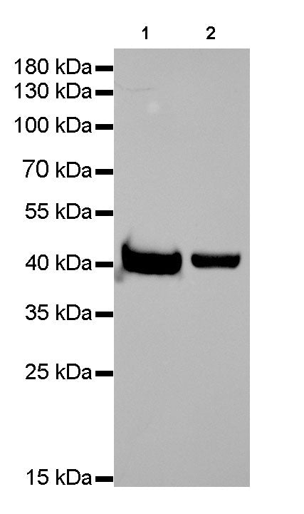 β-actin Rabbit mAb (SDT-R015)