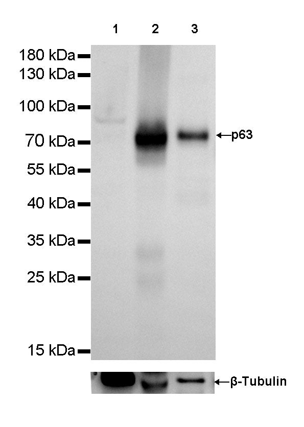 S-RMab® p63 Recombinant Rabbit mAb,PBS Only (SDT-054-38)