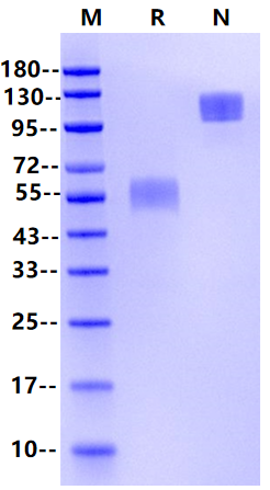 ACVR2A Fc Chimera Protein, Human