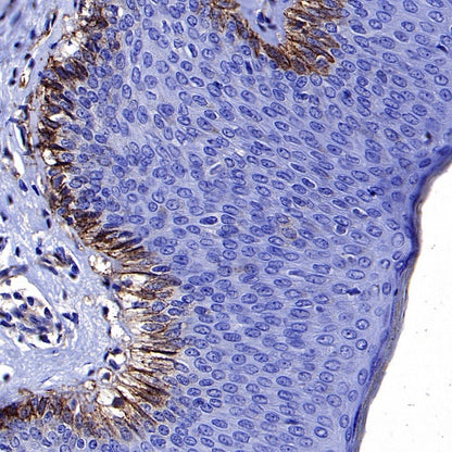 Integrin beta1/CD29 Recombinant Rabbit mAb (SDT-255-52)