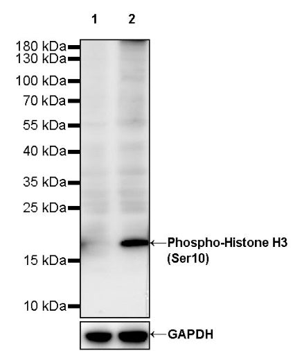 Phospho-Histone H3 (Ser10) Recombinant Rabbit mAb (S-960-58)