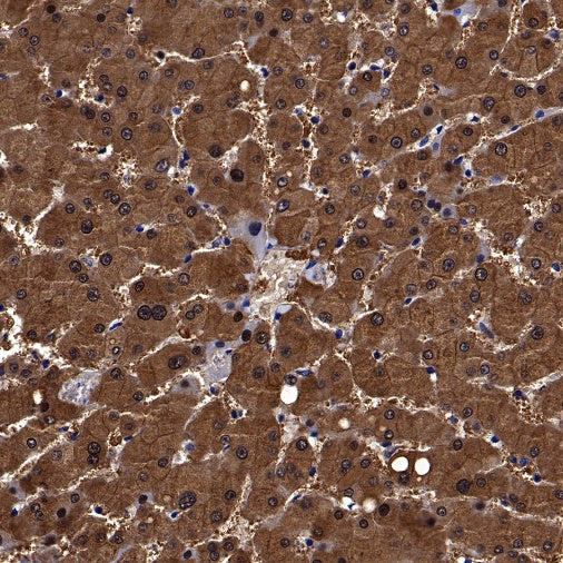 Peroxiredoxin 6 Rabbit Polyclonal Antibody