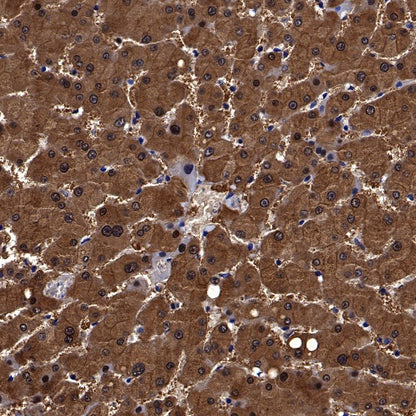 Peroxiredoxin 6 Rabbit Polyclonal Antibody