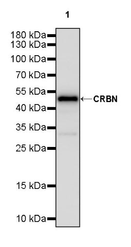CRBN Recombinant Rabbit mAb (S-2044-2)