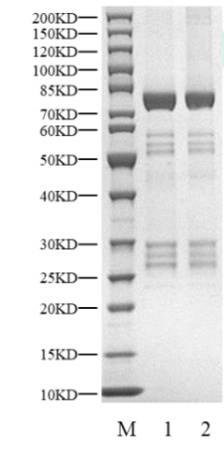 BLK GST Tag Protein, Human