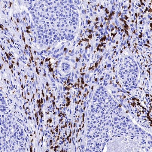 CD3 epsilon Mouse mAb (SDT-570-36)