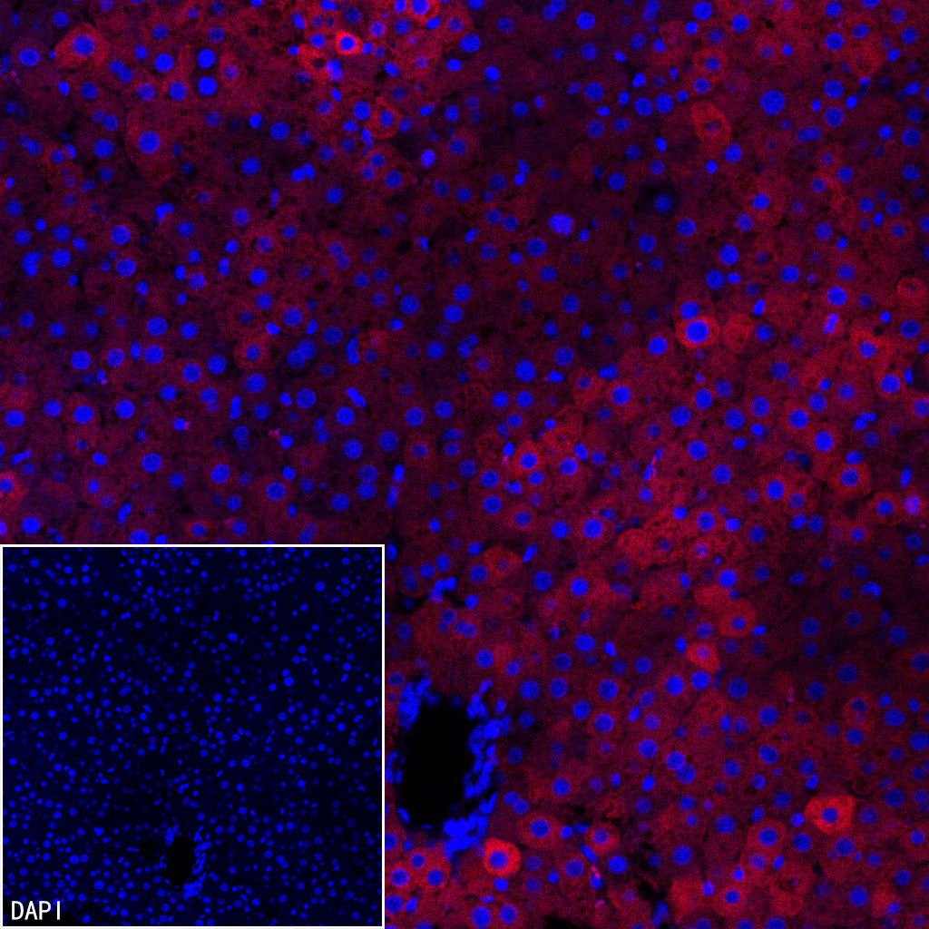 FASN Recombinant Rabbit mAb (Alexa Fluor® 594 Conjugate) (S-682-32)