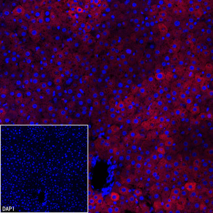 FASN Recombinant Rabbit mAb (Alexa Fluor® 594 Conjugate) (S-682-32)